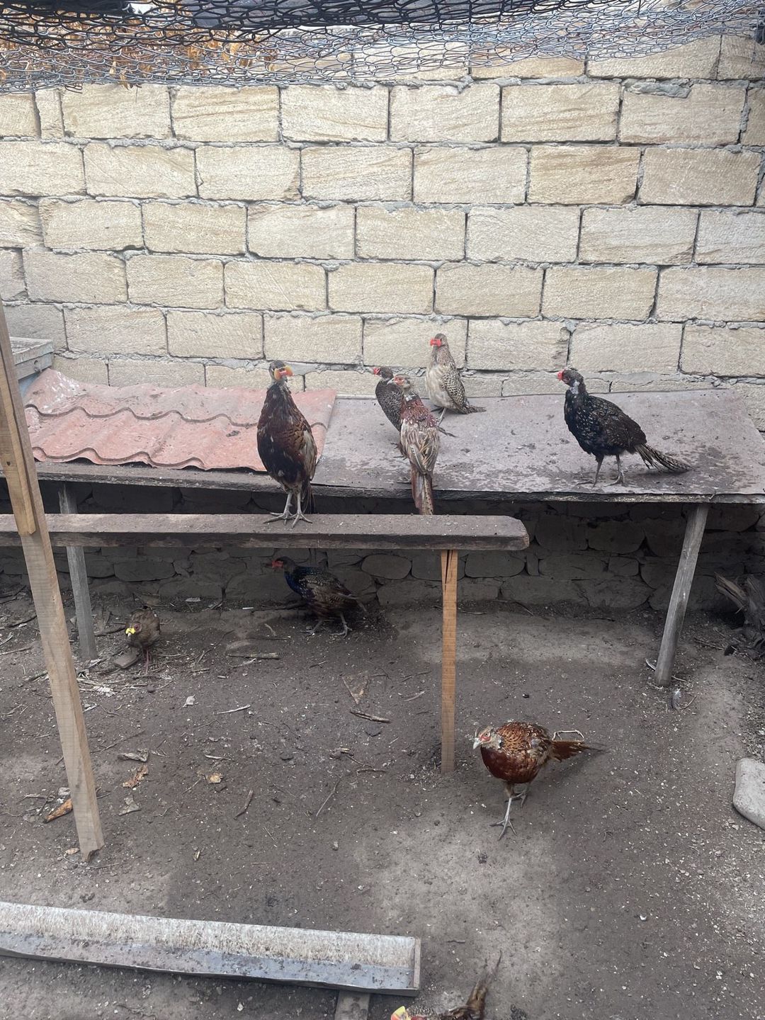 Qafqaz rum qırqovulları — Quşlar, İsmayıllı