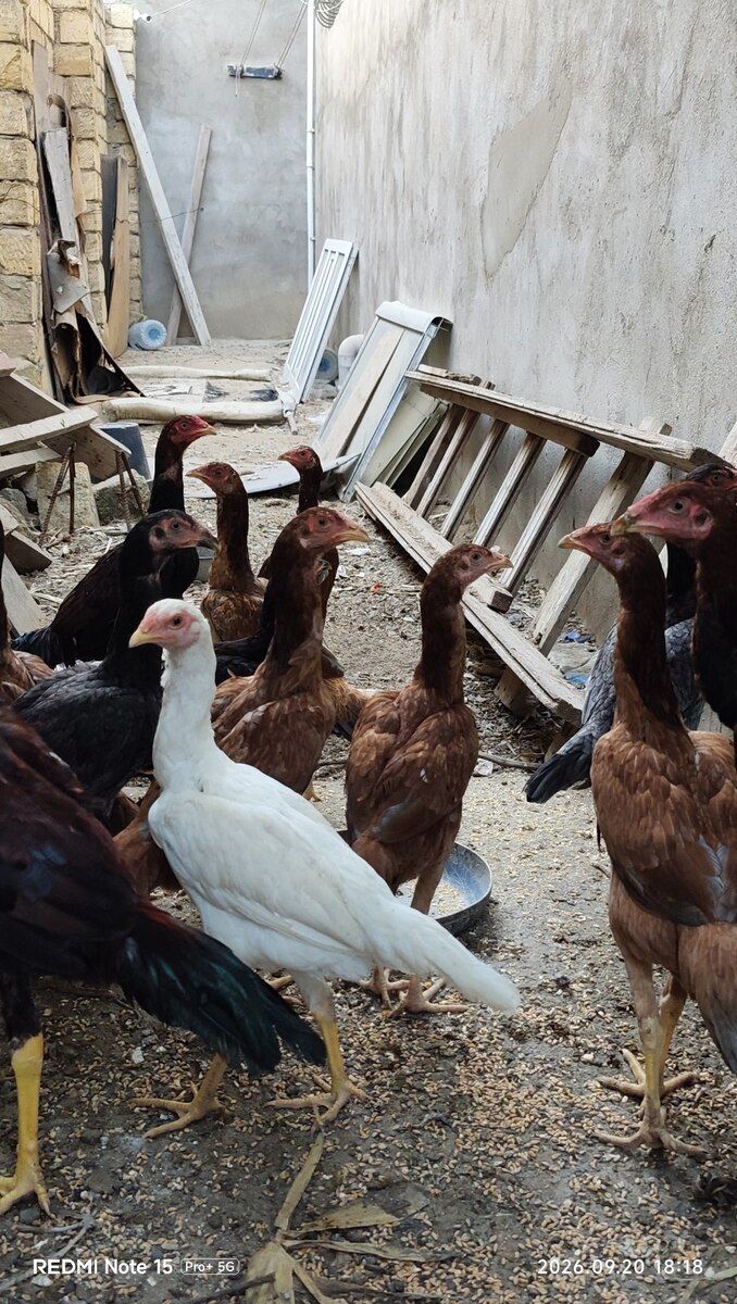 Heyratı becələr — Quşlar, Sumqayıt (3)