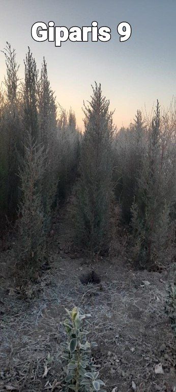 Eldar şamı, Giparis və Sərv ağacları — Bitkilər, Bakı (6)