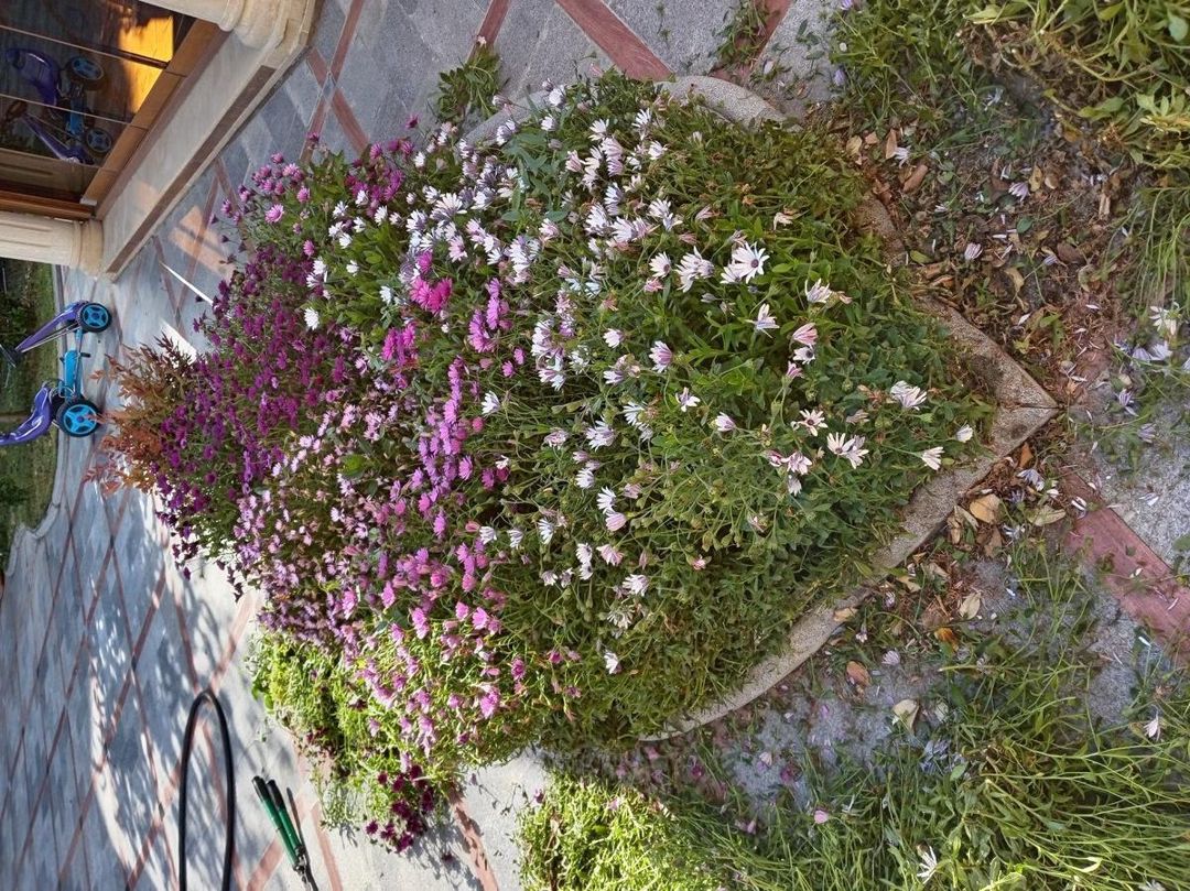 Bağban işi axtarıram — İş axtarıram, Bakı (5)