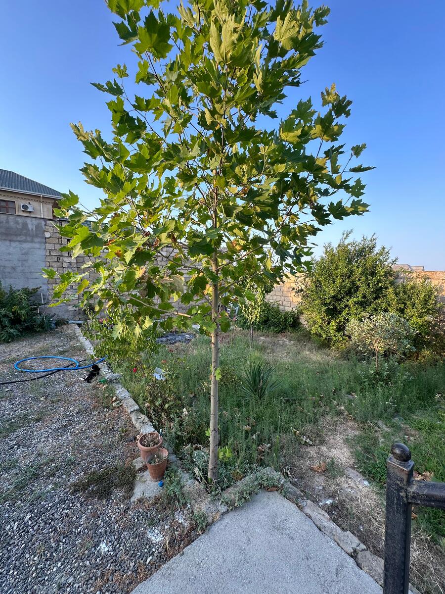 Həyət evi, Mehdiabad qəs — Ev, villa, Bakı (12)