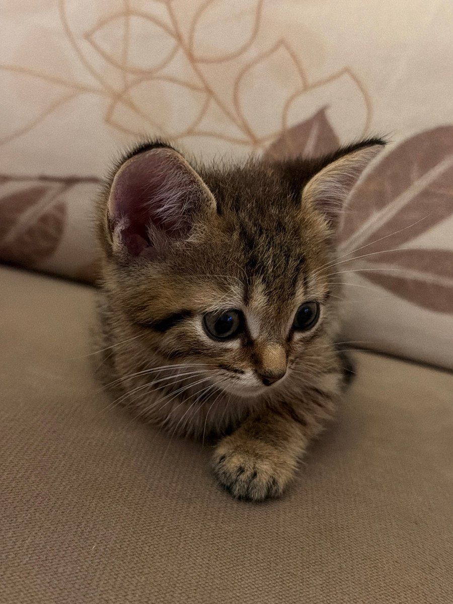 Tabby pişiyi — Pişiklər, Bakı (2)