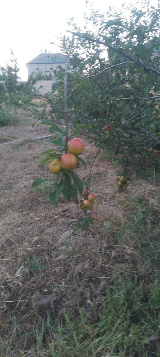 6 sot torpaq sahəsi, Novxanı k — Torpaq, Bakı (2)