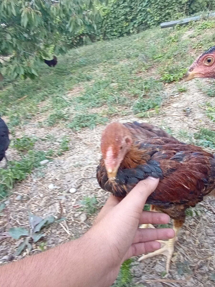 Heyratı beçələr — Quşlar, Şabran (9)
