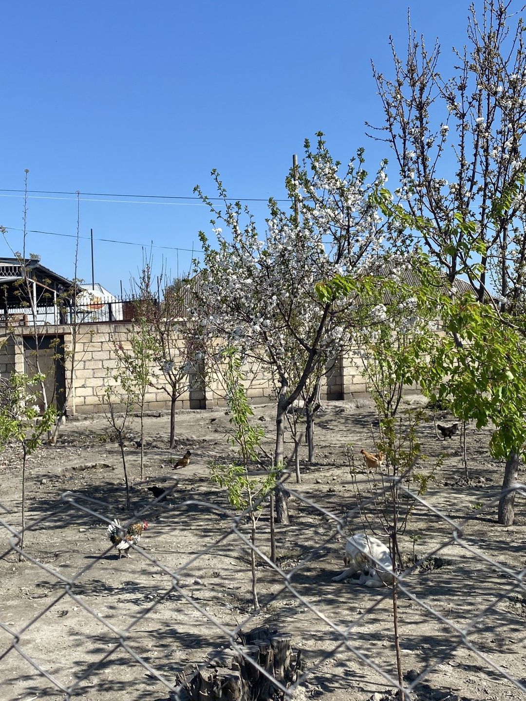 4 sot torpaq sahəsi, Ağdaş r — Torpaq, Ağdaş (3)