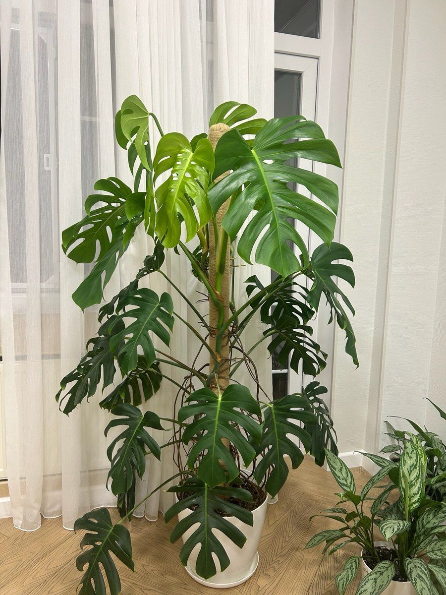 Monstera Deliciosa — Bitkilər, Bakı (2)