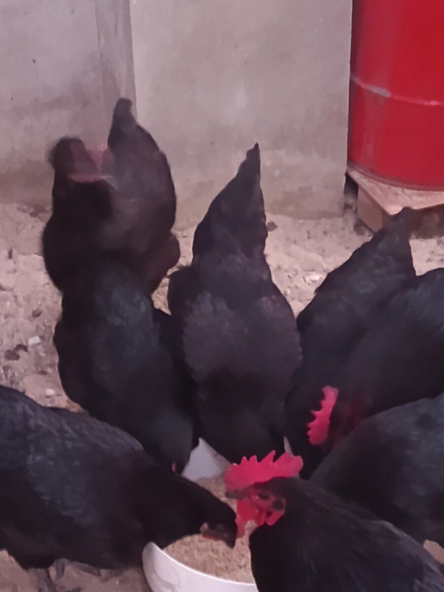 Avstralorp toyuqları və xoruzları — Quşlar, Bakı