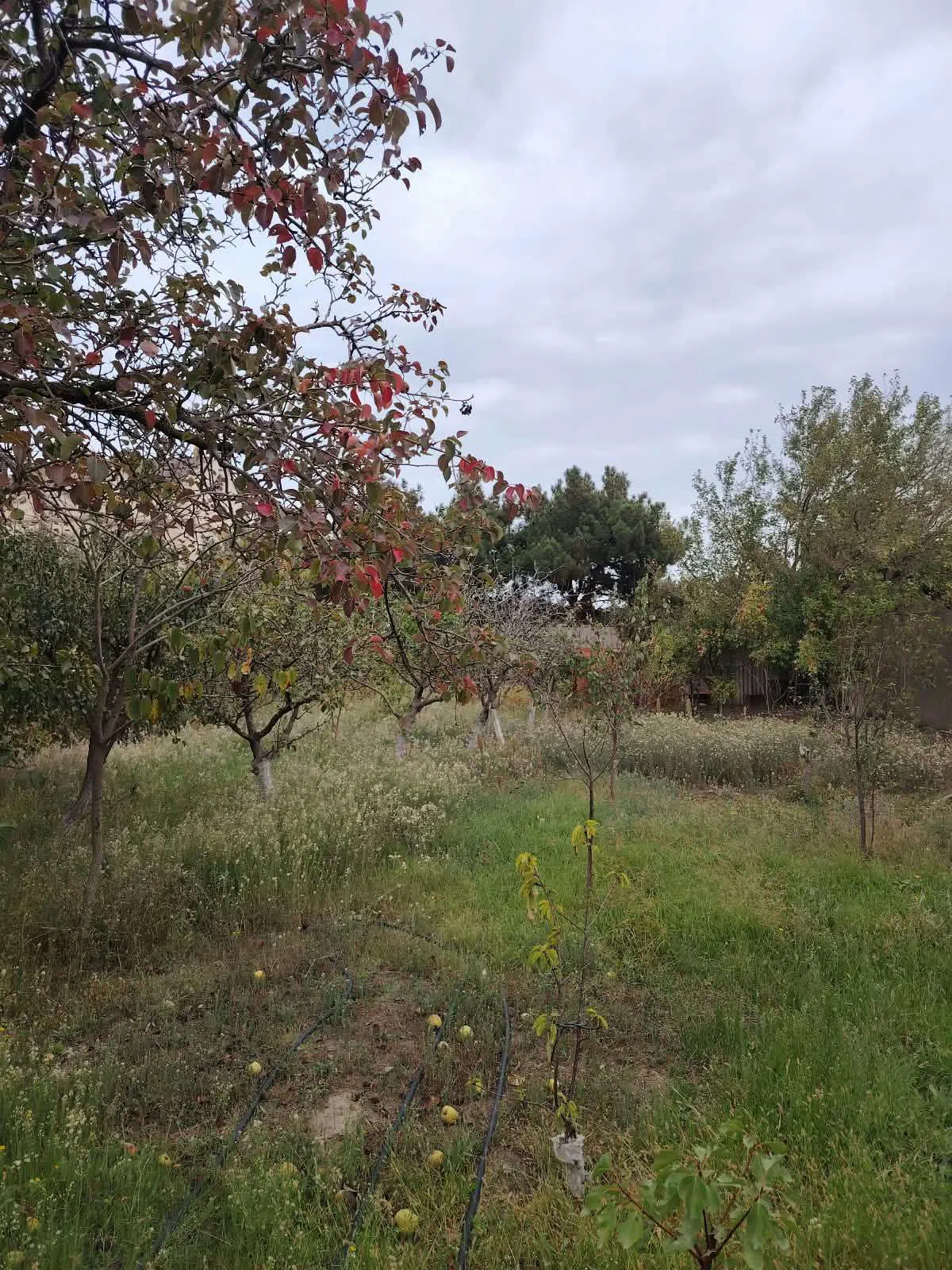 15 sot torpaq sahəsi satılır — Torpaq, Bakı (6)