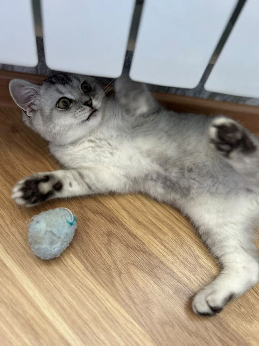 British Shorthair — Pişiklər, Bakı (6)