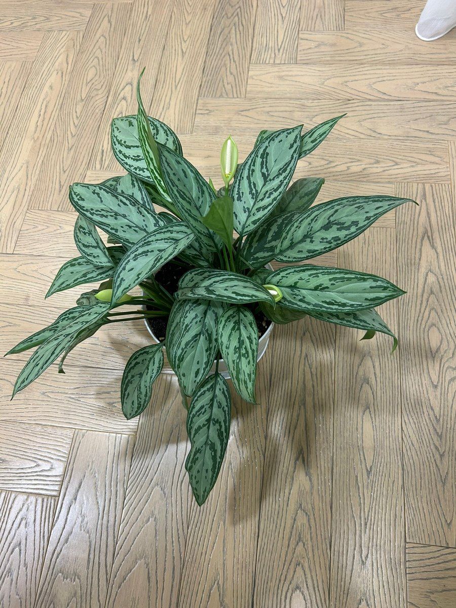 Aglaonema — Bitkilər, Bakı (4)