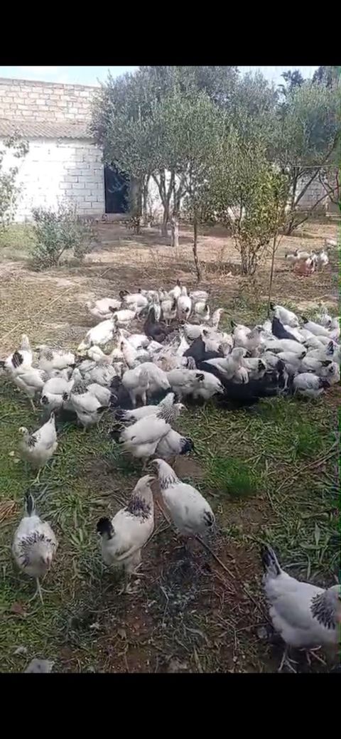 Toyuqlar — Bakı