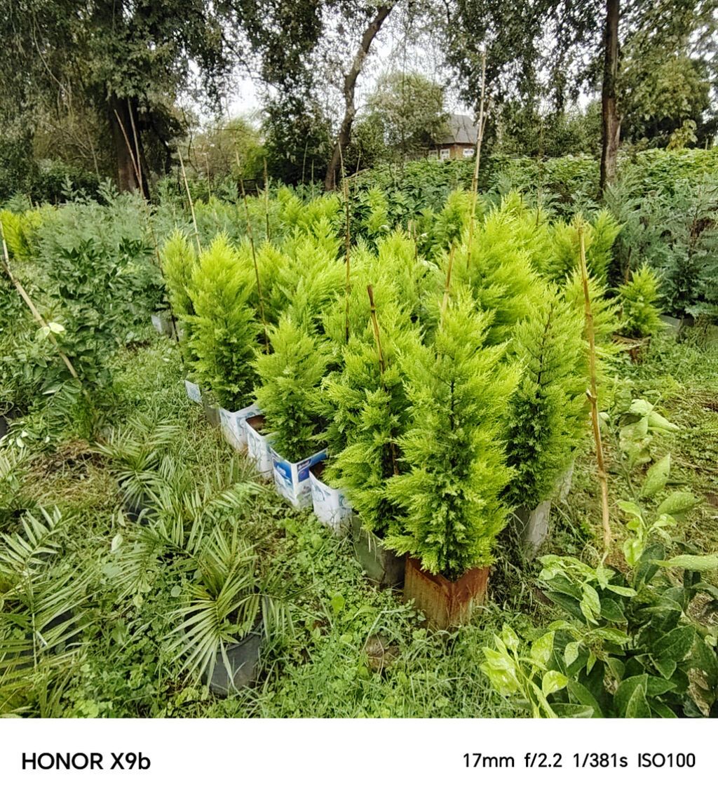 Thuja (Qızıl şam, leylandi tipli dekorativ iynəyarpaq) fidanları — Bitkilər, Astara (4)