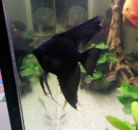 Black Angelfish — Bakı
