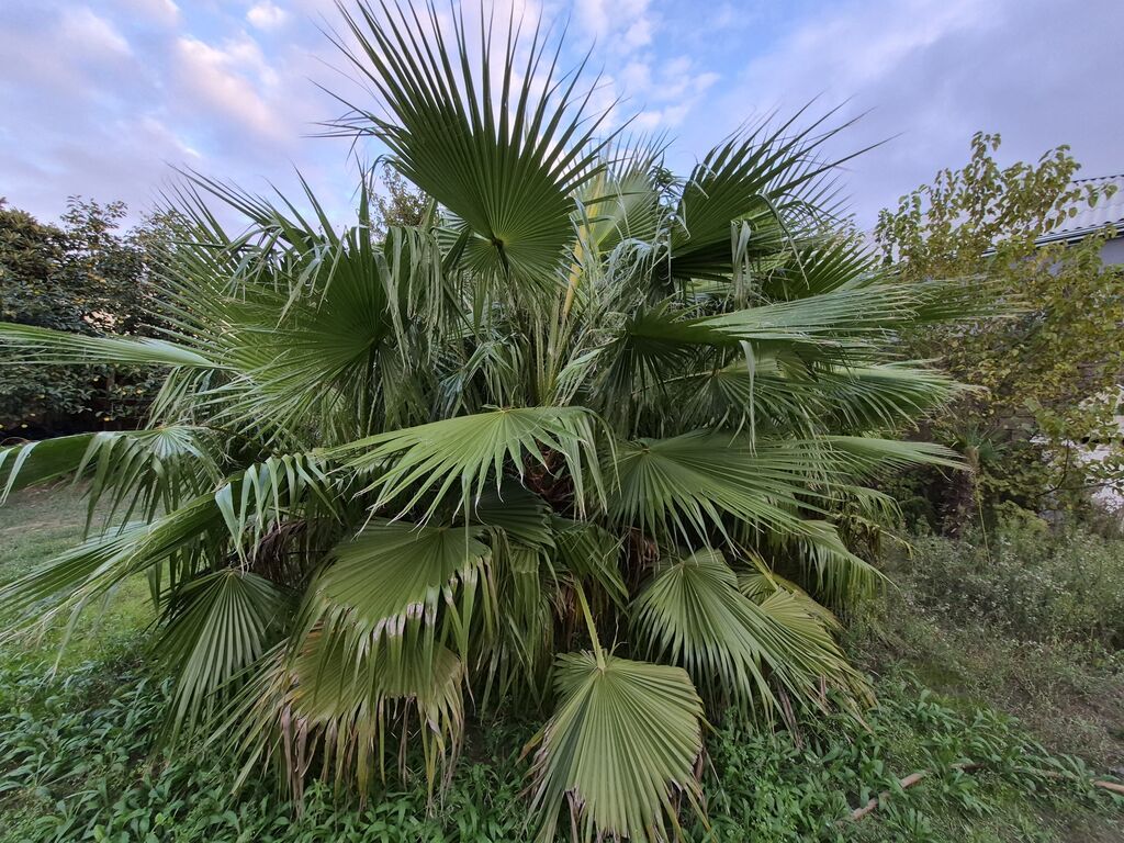 Mexikan Fan Xurması (Washingtonia robusta) – iri ölçülü, çoxgövdəli — Bitkilər, Bakı (2)