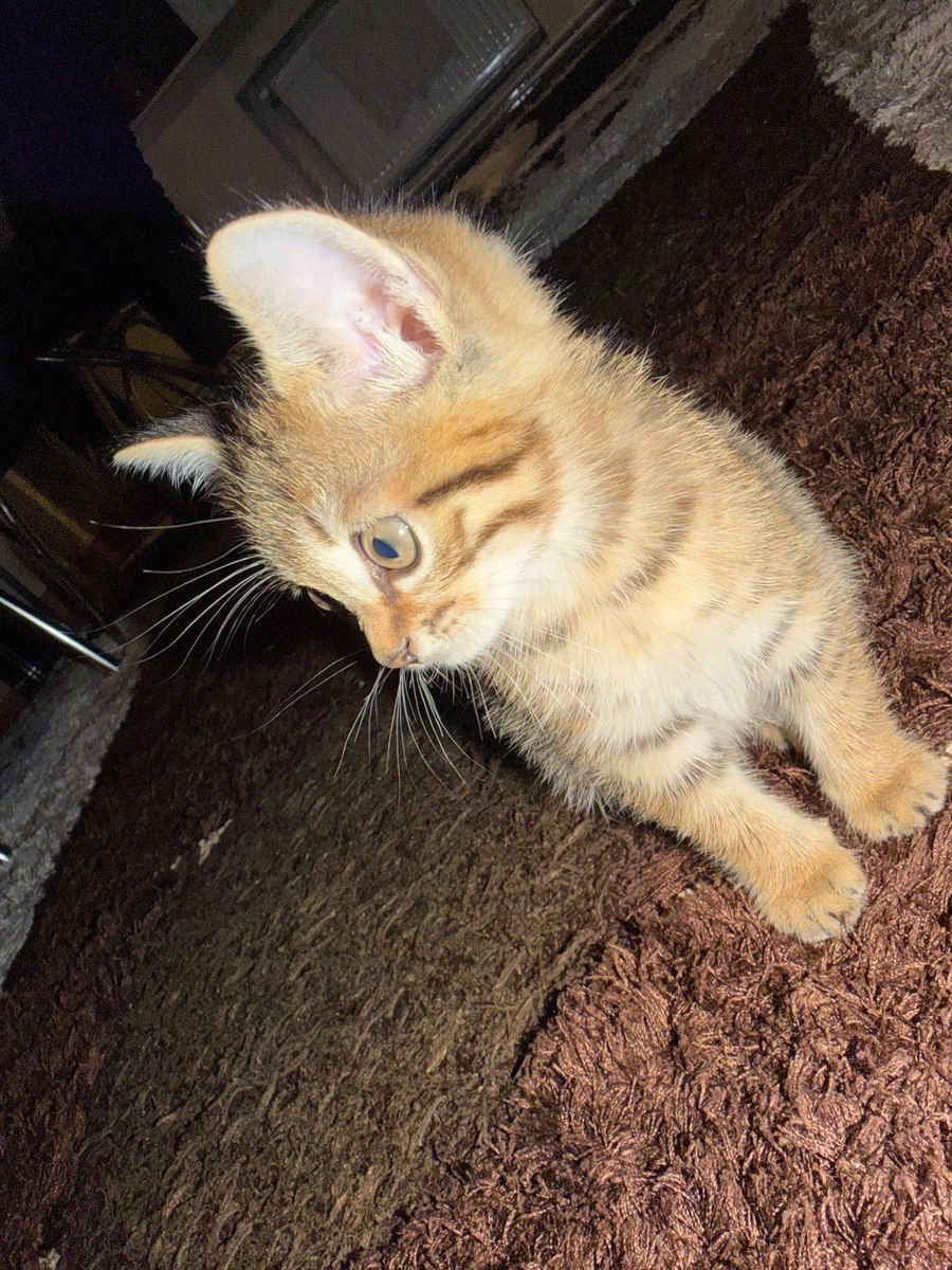 Tabby pişiyi — Pişiklər, Bakı (4)