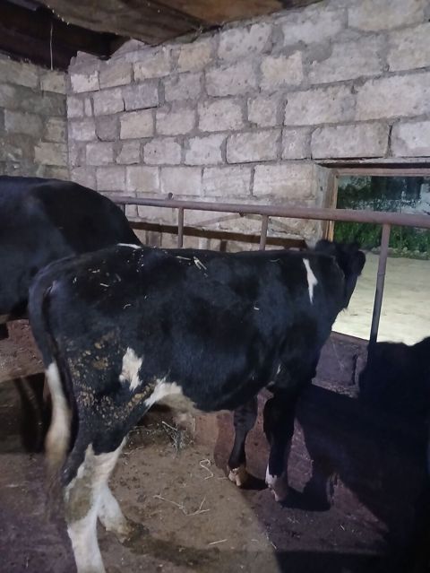 Satılır: dana/coluq heyvanlar - Növ: iri buynuzlu heyvanlar (dana) — Bakı