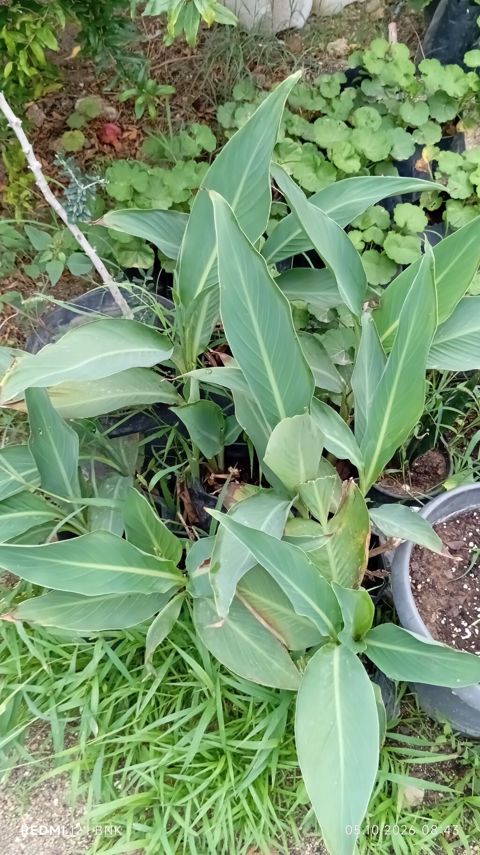 Kanna (Canna indica) dekorativ bitki – qida torflu dibçəklərdə — Digah