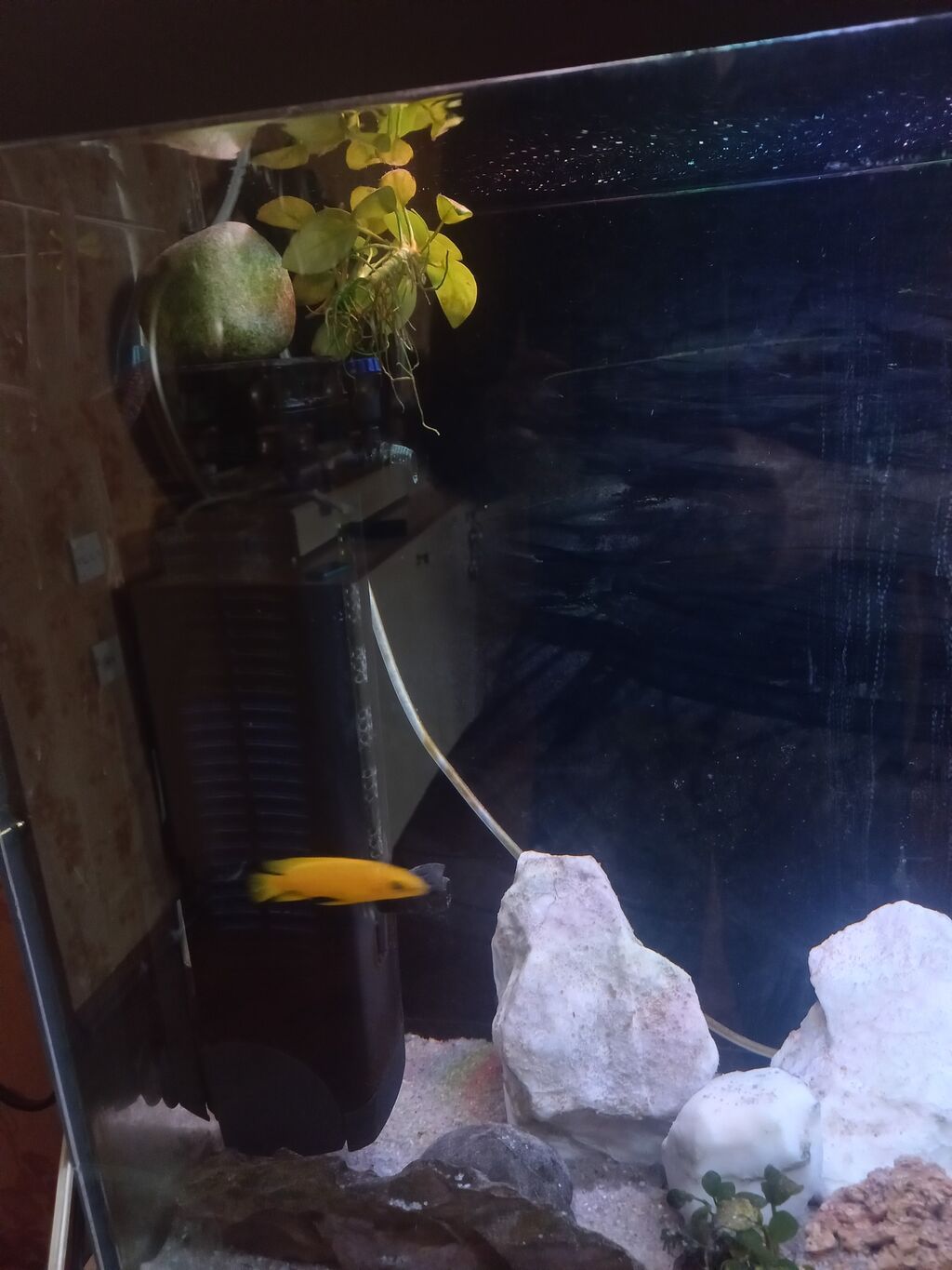 Akvarium-şkaf, Balıqlarla birlikdə, 230 l — Akvariumlar və balıqlar, Bakı (7)