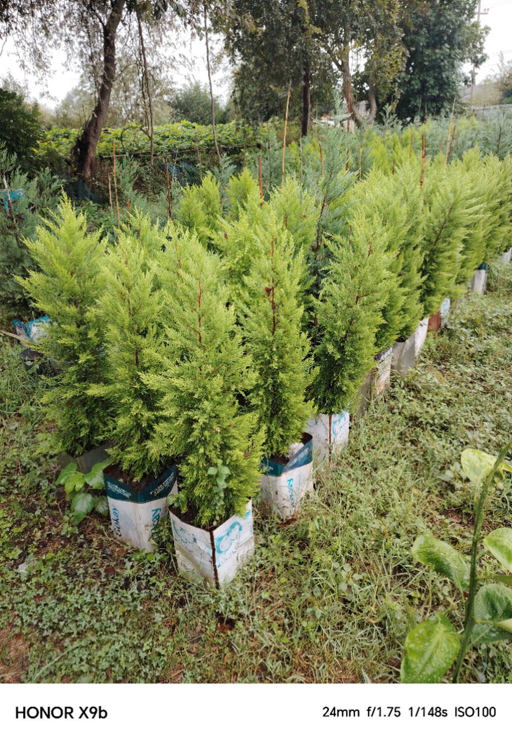Thuja (Qızıl şam, leylandi tipli dekorativ iynəyarpaq) fidanları — Bitkilər, Astara (7)