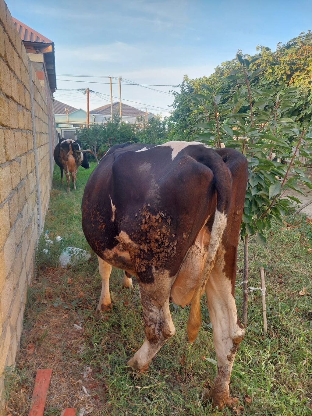 Dişi, Holsteyn, il: 3, Südlük, Ünvandan götürmə — Kənd təsərrüfatı heyvanları, Xırdalan (6)