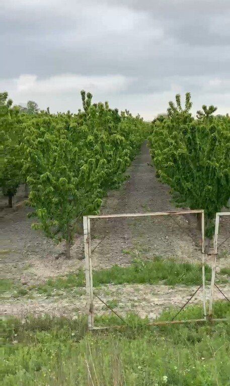 Satılır torpaq 2000 sot — Torpaq, Xaçmaz (7)