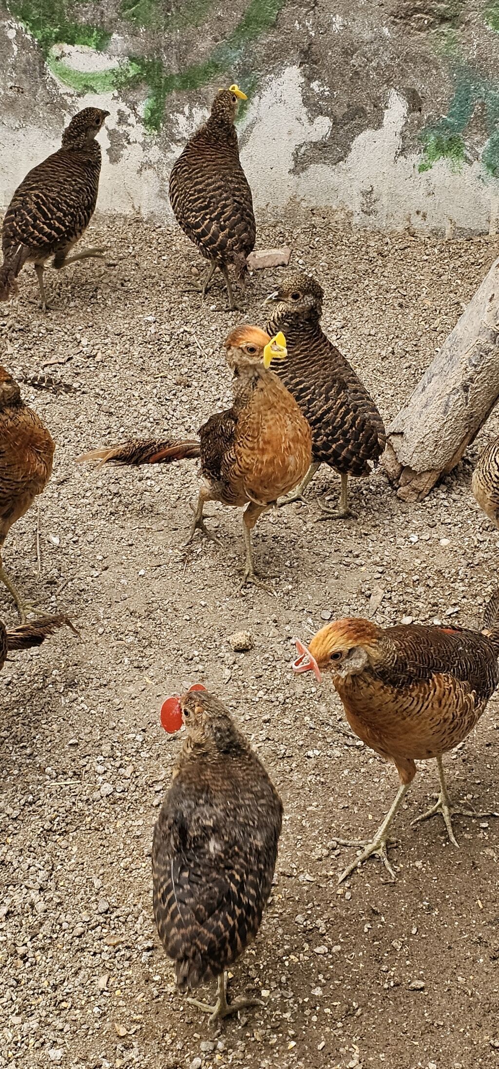 Gizili girgovul gimət birinə ayidi — Digərləri, Digah (2)