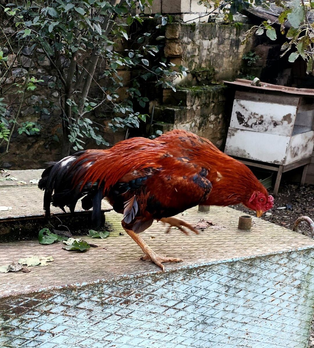 Heyratı beçə — Quşlar, Quba (6)