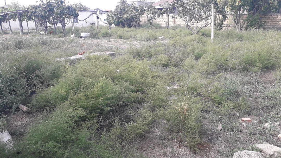 8 sot torpaq sahəsi, Pirşağı qəs — Torpaq, Bakı (2)