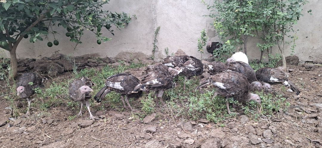 Hinduşkalar — Quşlar, Bakı (2)