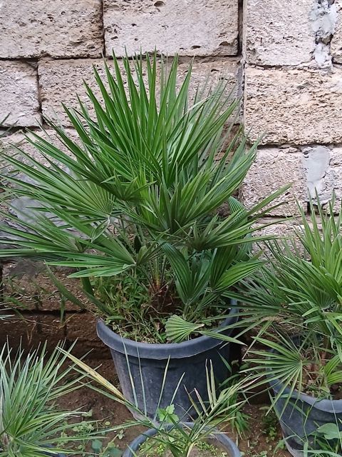 Palma ağacı — Bakı