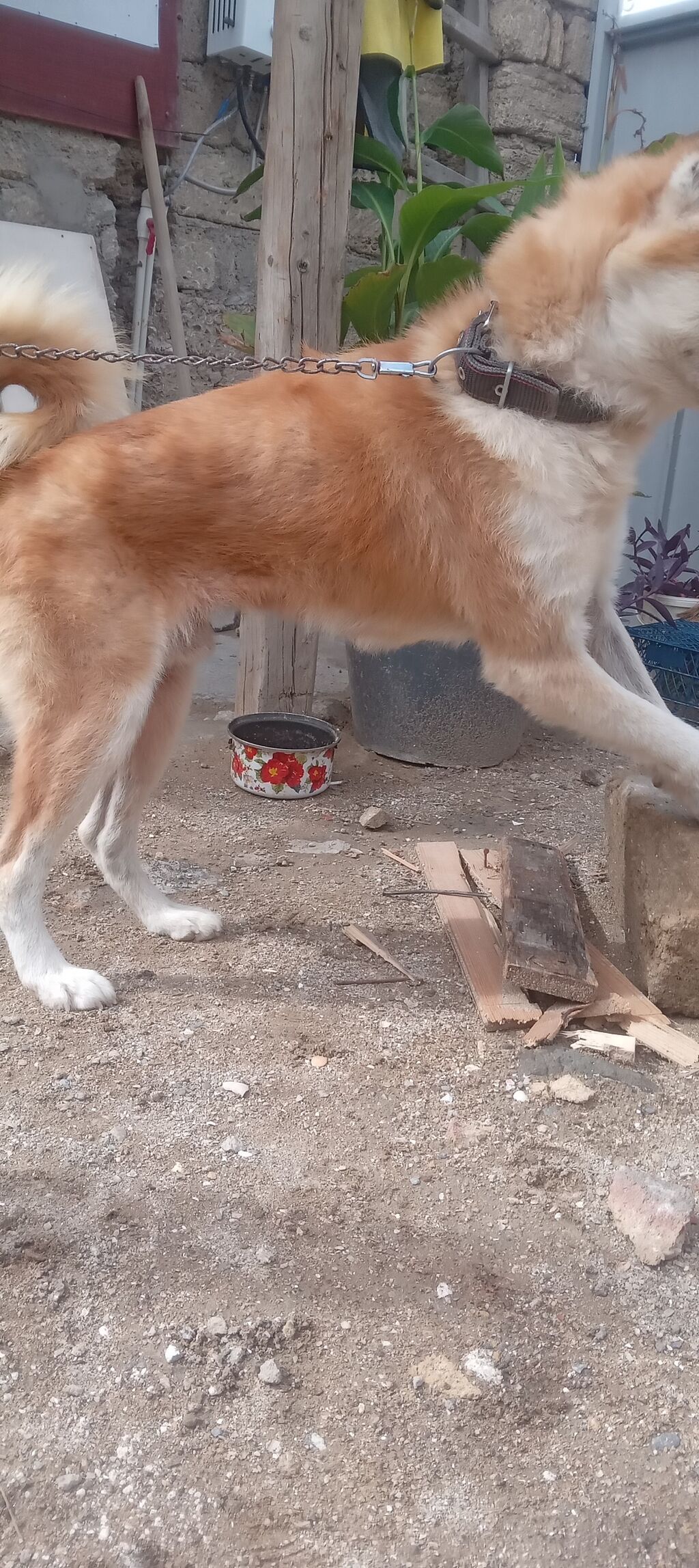 Akita-inu, 2 il, Erkək, Peyvəndli, Ünvandan götürmə — Köpəklər, Digah (2)