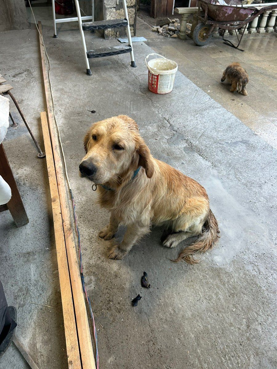 Labrador Retriver balası — Köpəklər, Bakı (2)