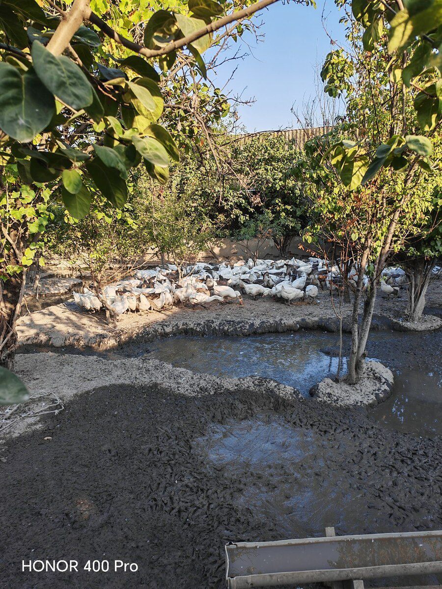 Linda kuban qazları — Quşlar, Bakı (4)
