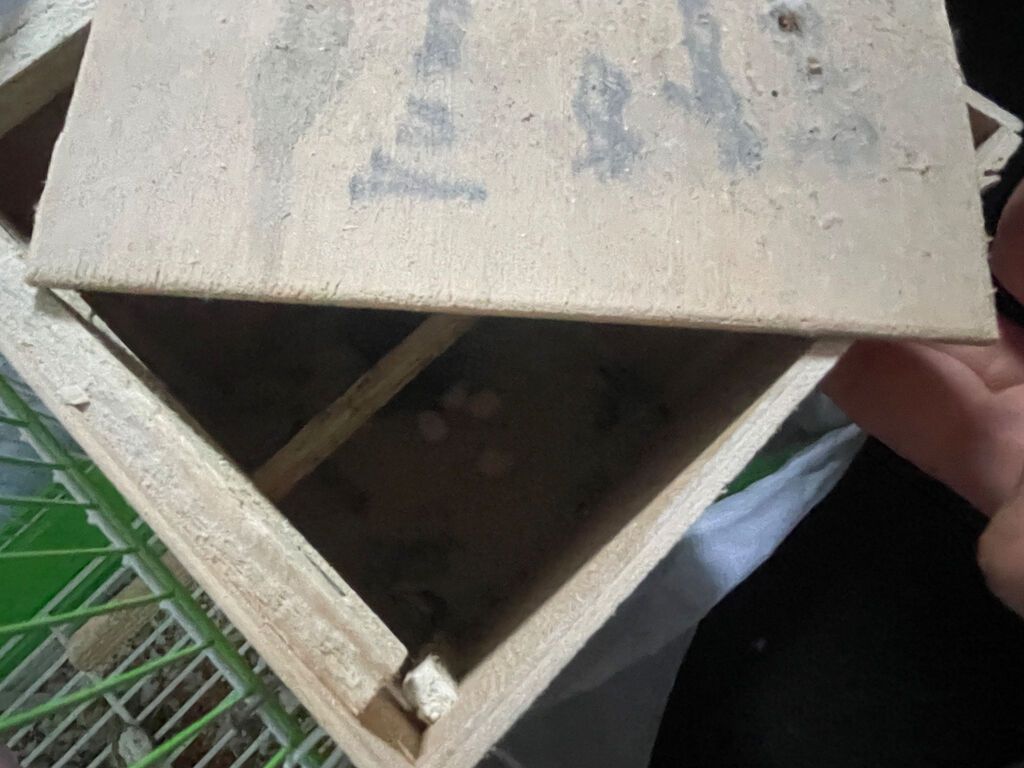 Salam hazir tam saglam cutduler.altinda 4 eded yumurtasi var — Tutyun papağayı, Saray (3)