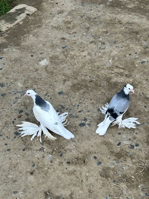 Cüt baladılar sağlam heyvanlardı ağ olan tayı erkək göy olan tayı — 70 ₼ · Bakı · Göyərçin Cüt baladılar sağlam heyvanlardı ağ olan tayı erkək göy olan tayı — Bakı