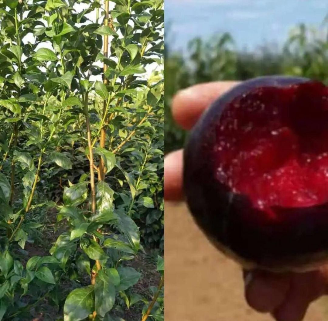 Tinglər — Bitkilər, Bakı (10)