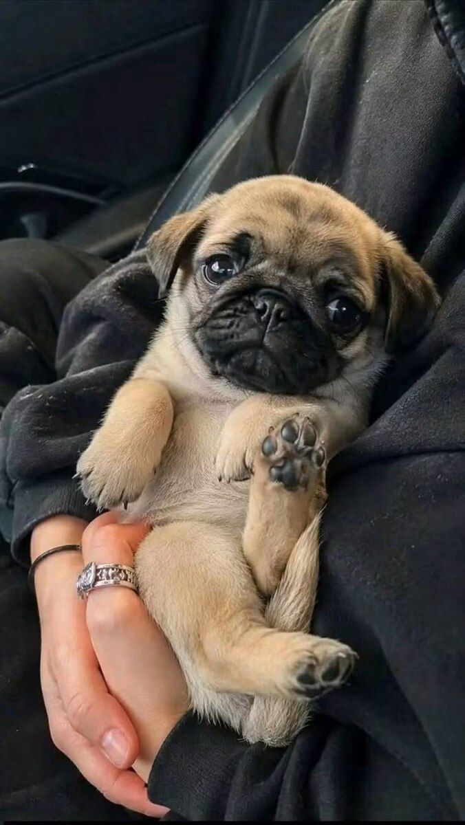 Pug balaları — Köpəklər, Bakı (3)