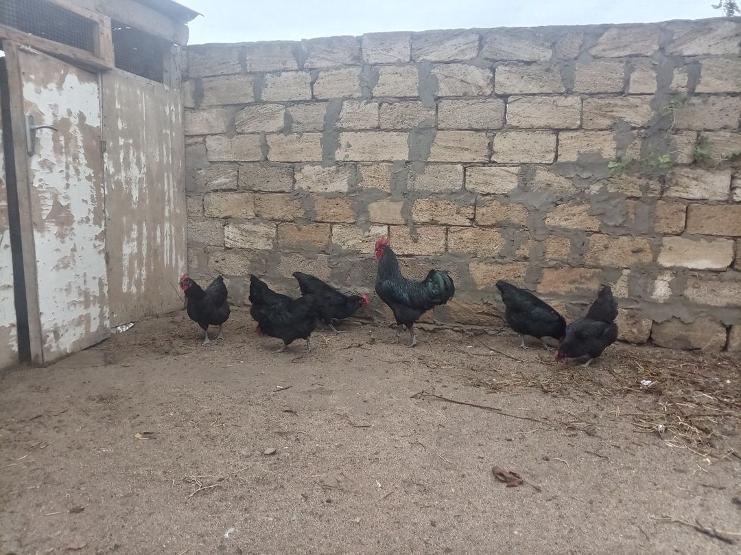 Avstralorp toyuqları — Quşlar, Bakı (4)