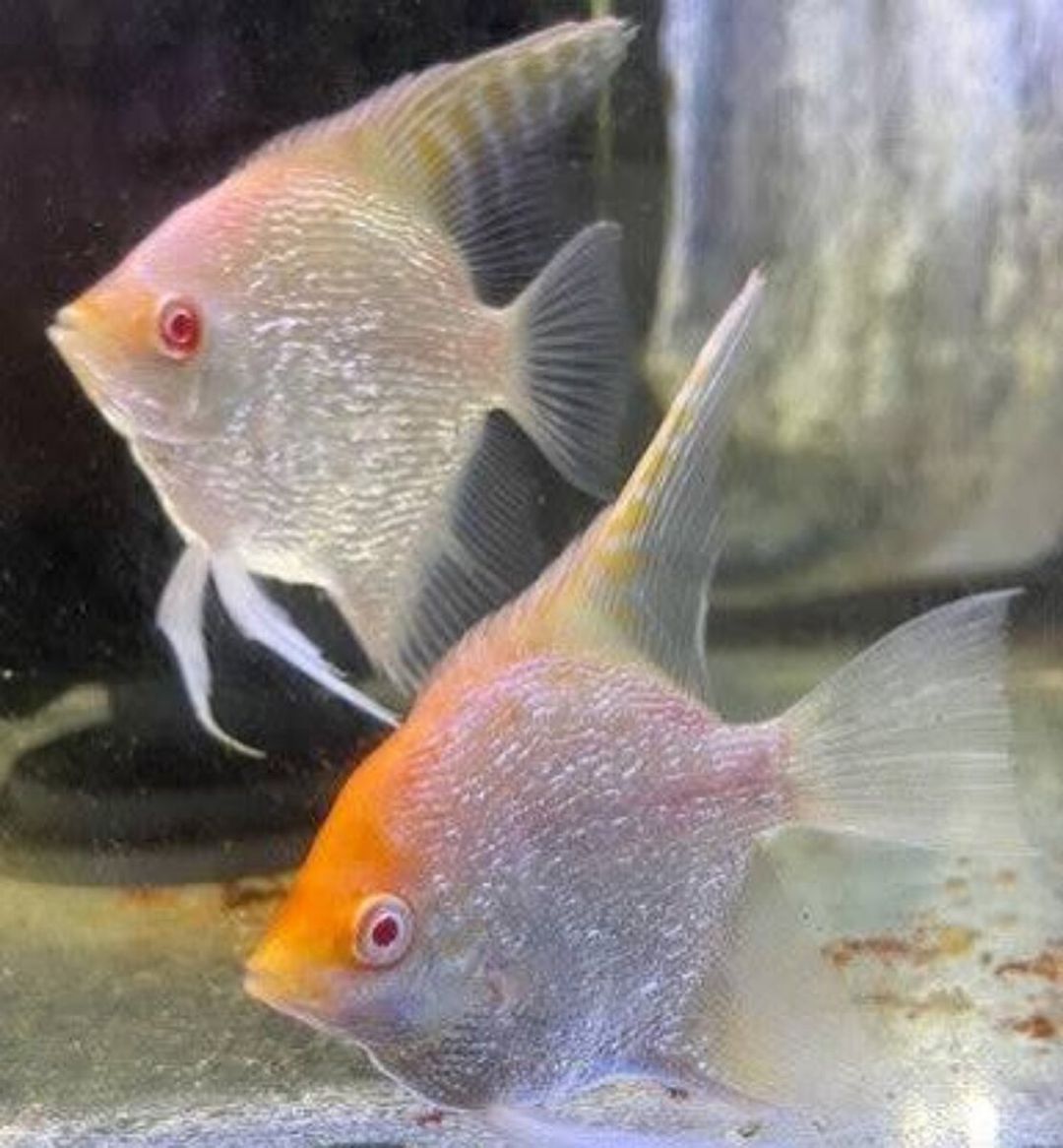 Albino redeye pearlscale angelfish — Akvariumlar və balıqlar, Bakı (2)
