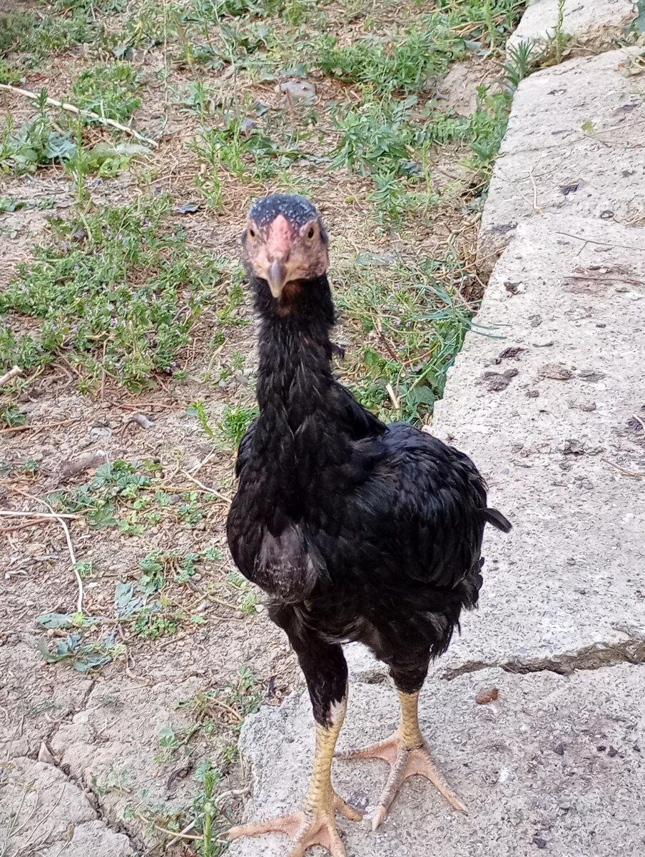 Heyratı beçələr — Quşlar, Şabran (5)