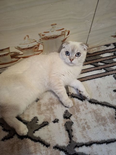 Şotland — Bakı