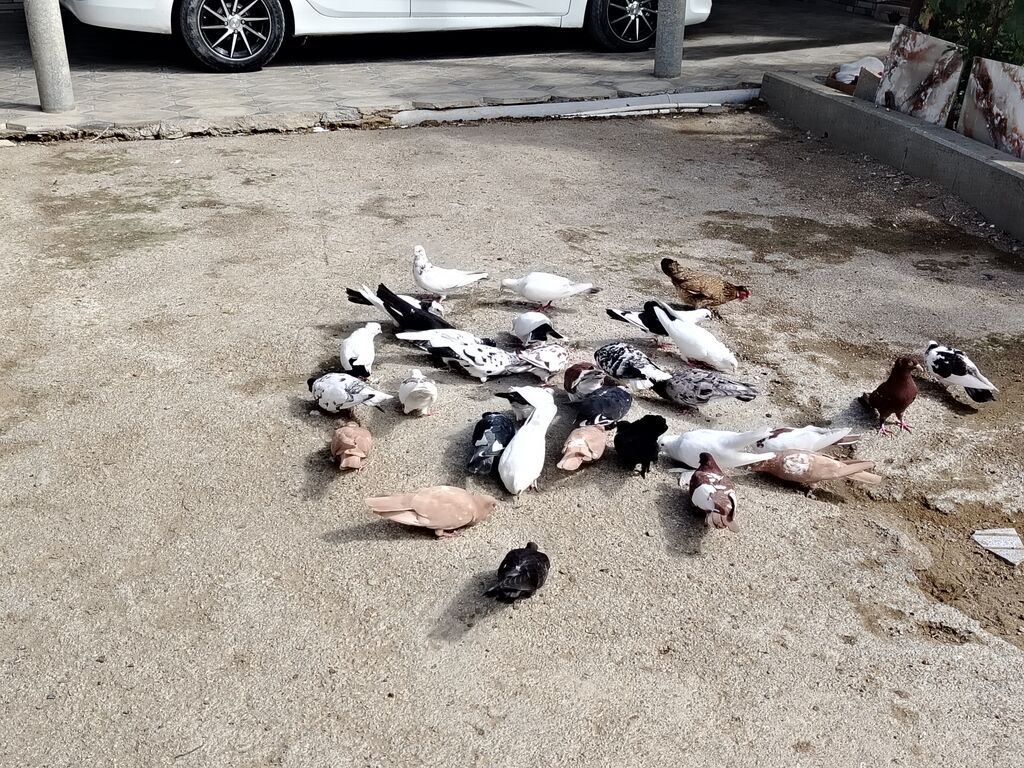 Salam quşlar hoptom satilir usd usde 5manatdan asaqi yeri yoxdur uz — Göyərçin, Digah (2)