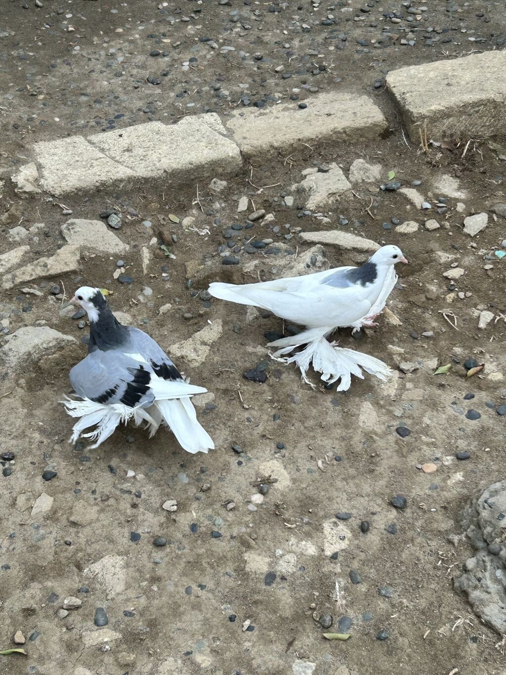 Cüt baladılar sağlam heyvanlardı ağ olan tayı erkək göy olan tayı — Göyərçin, Bakı (2)