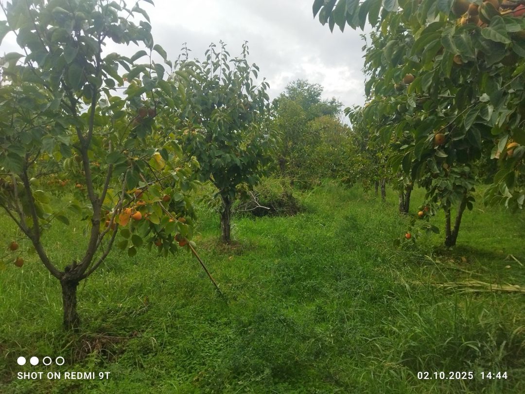 15 sot torpaq sahəsi, Ağdaş r — Torpaq, Ağdaş (2)