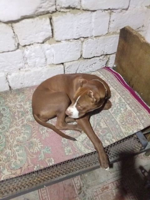 Pitbul, 7 ay, Dişi, Cütləşmə üçün, Ünvandan götürmə — 150 ₼ · Masazır · Köpəklər Pitbul, 7 ay, Dişi, Cütləşmə üçün, Ünvandan götürmə — Masazır