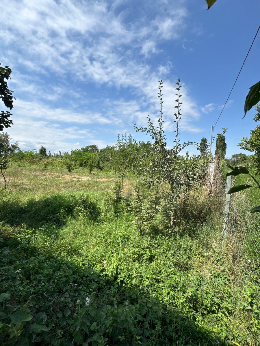 12 sot torpaq sahəsi, Qusar r — Torpaq, Qusar (2)