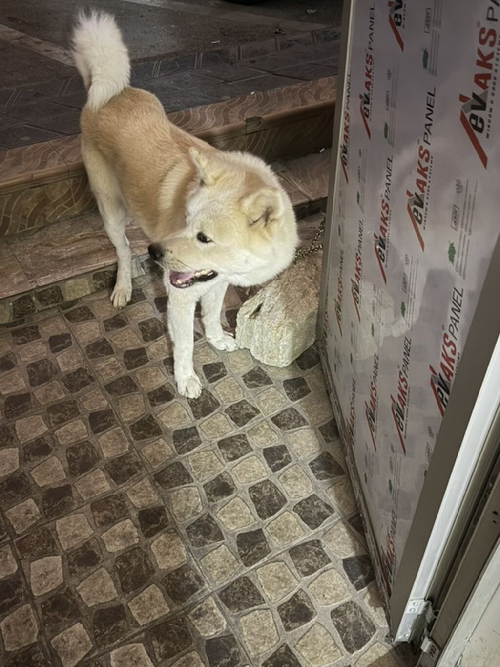 Akita-inu, Erkək — Köpəklər, Bakı (2)