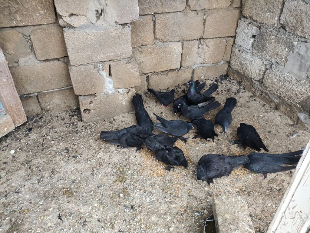 Qaralar satılıq hoptum 100manat 14denedi 1nesildi — Göyərçin, Digah (2)