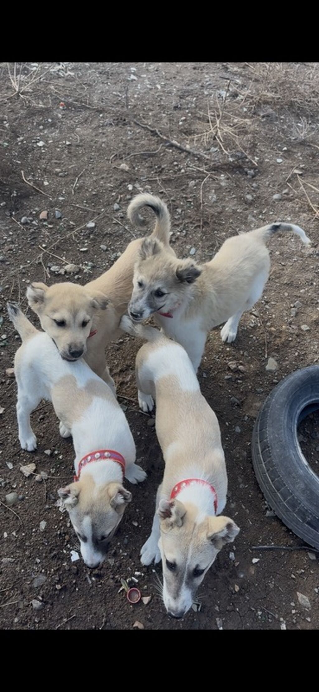 2 ay, Erkək, Peyvəndli, Ödənişli çatdırılma — Köpəklər, Gəncə
