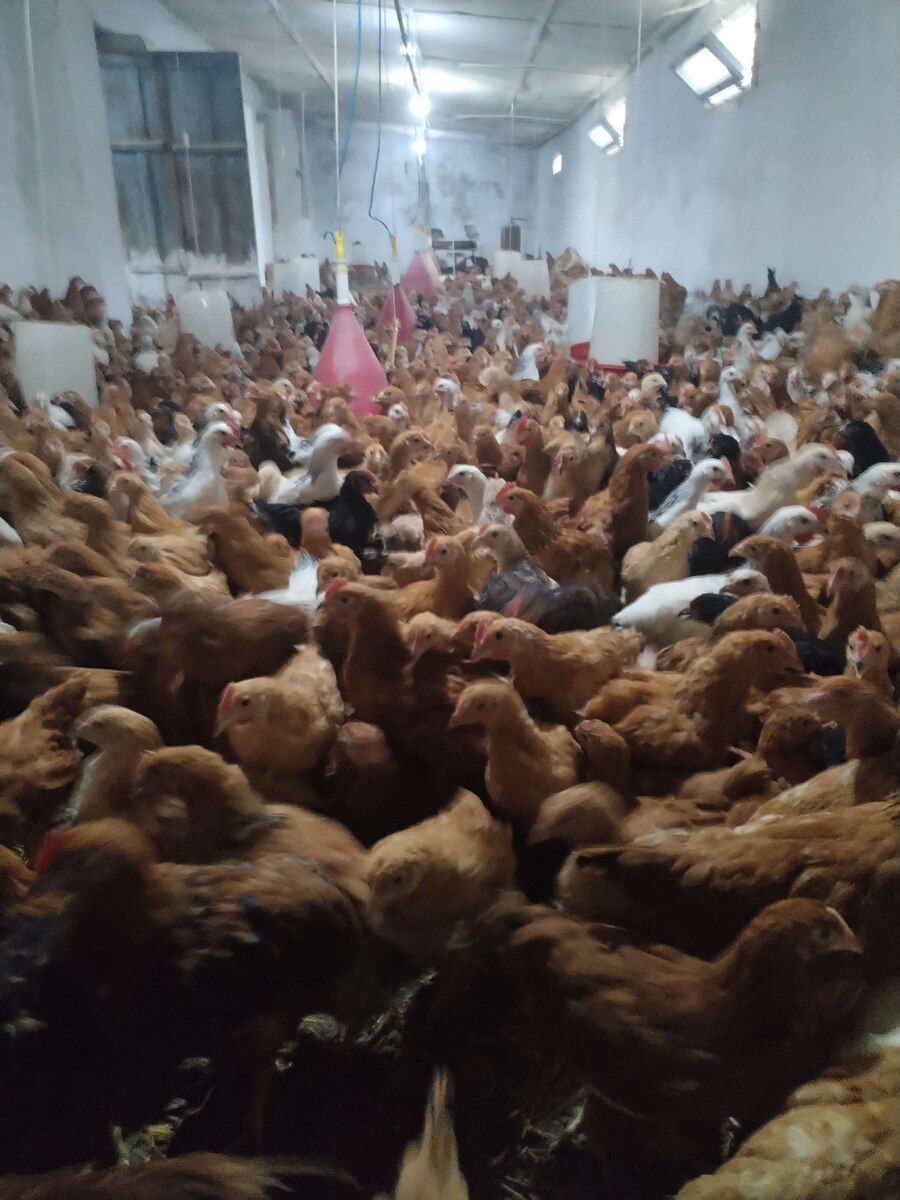 Cücələr — Quşlar, Siyəzən (6)
